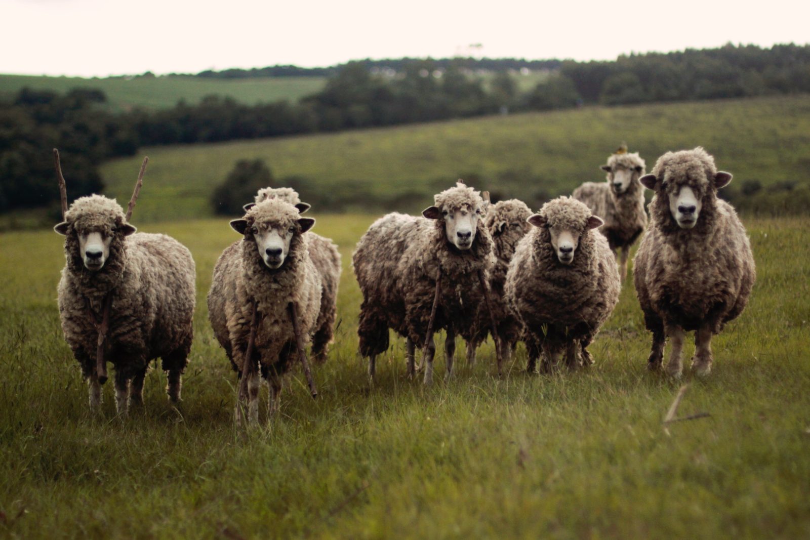 groupthink in marketing campaigns