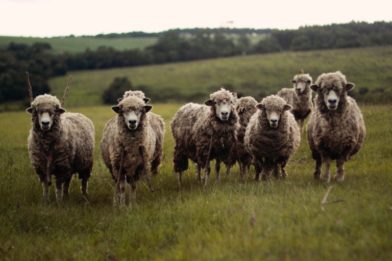 groupthink in marketing campaigns