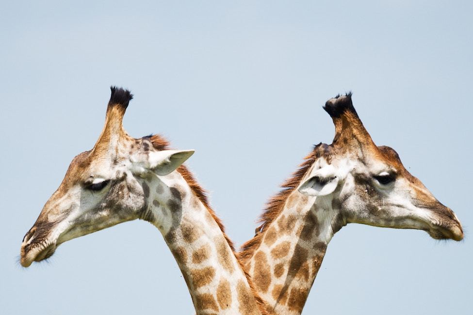 Two giraffes