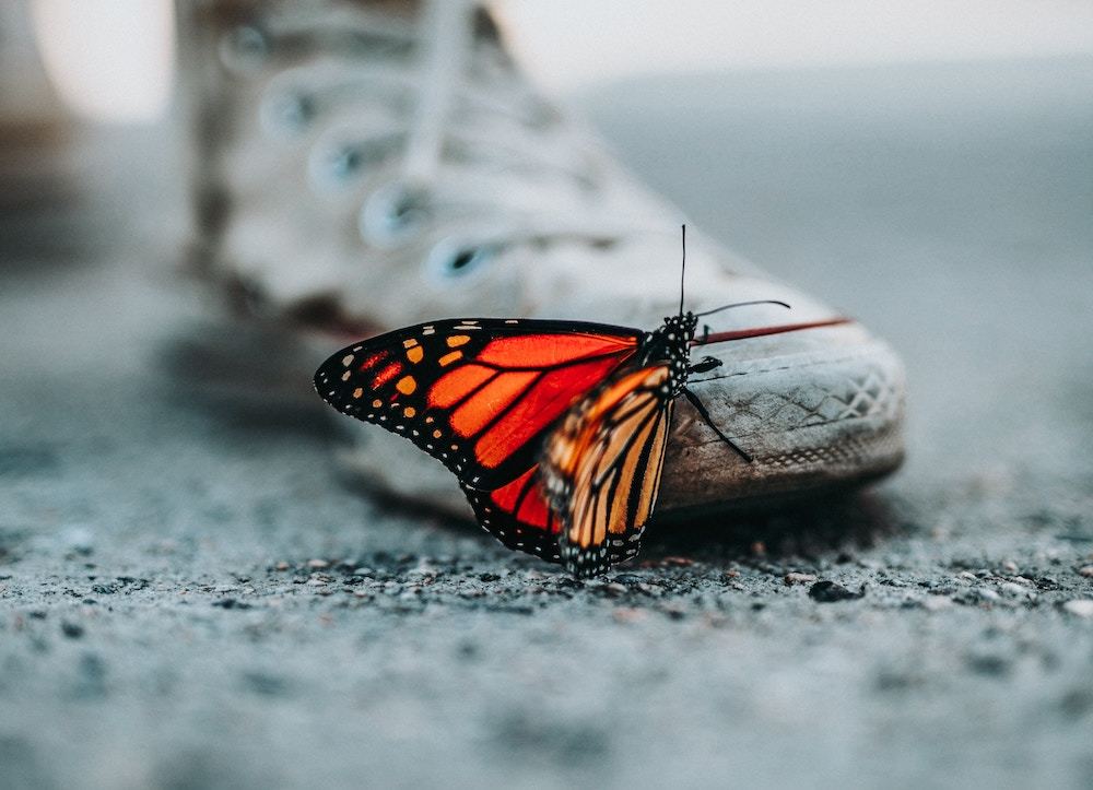 Butterfly on shoe