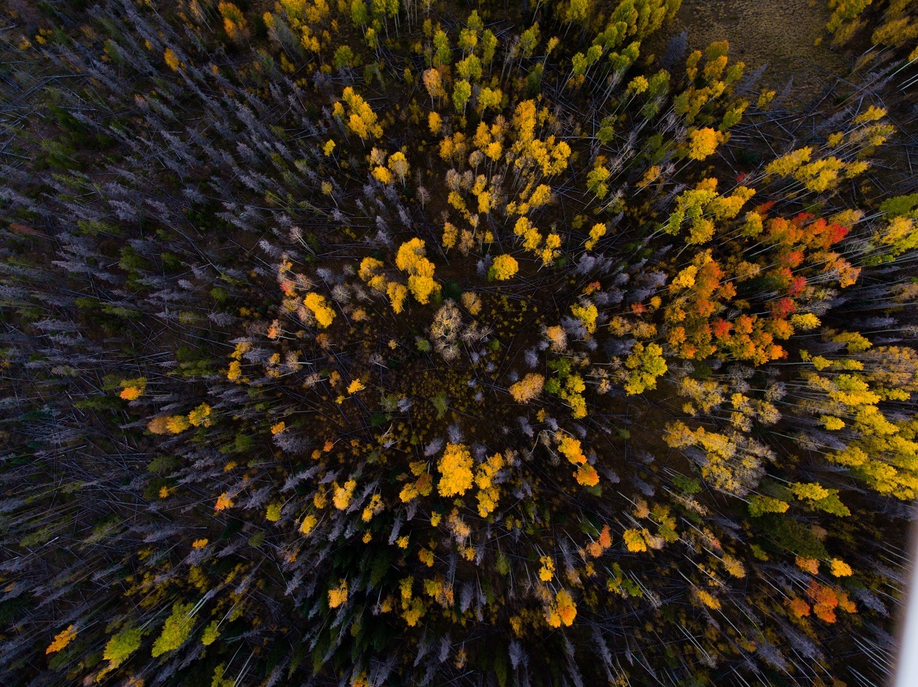 tree stand with different autumn colors