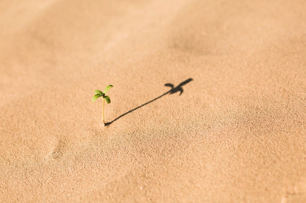Plant growing from sand