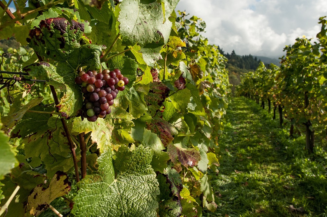 A row of grapevines in a vineyard.