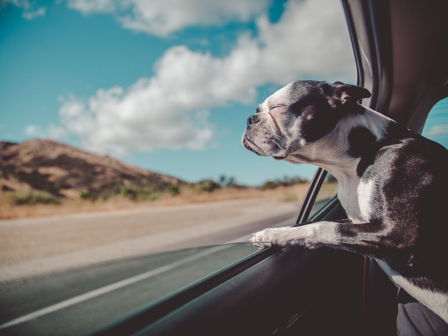 a dog sticks his head out the car window