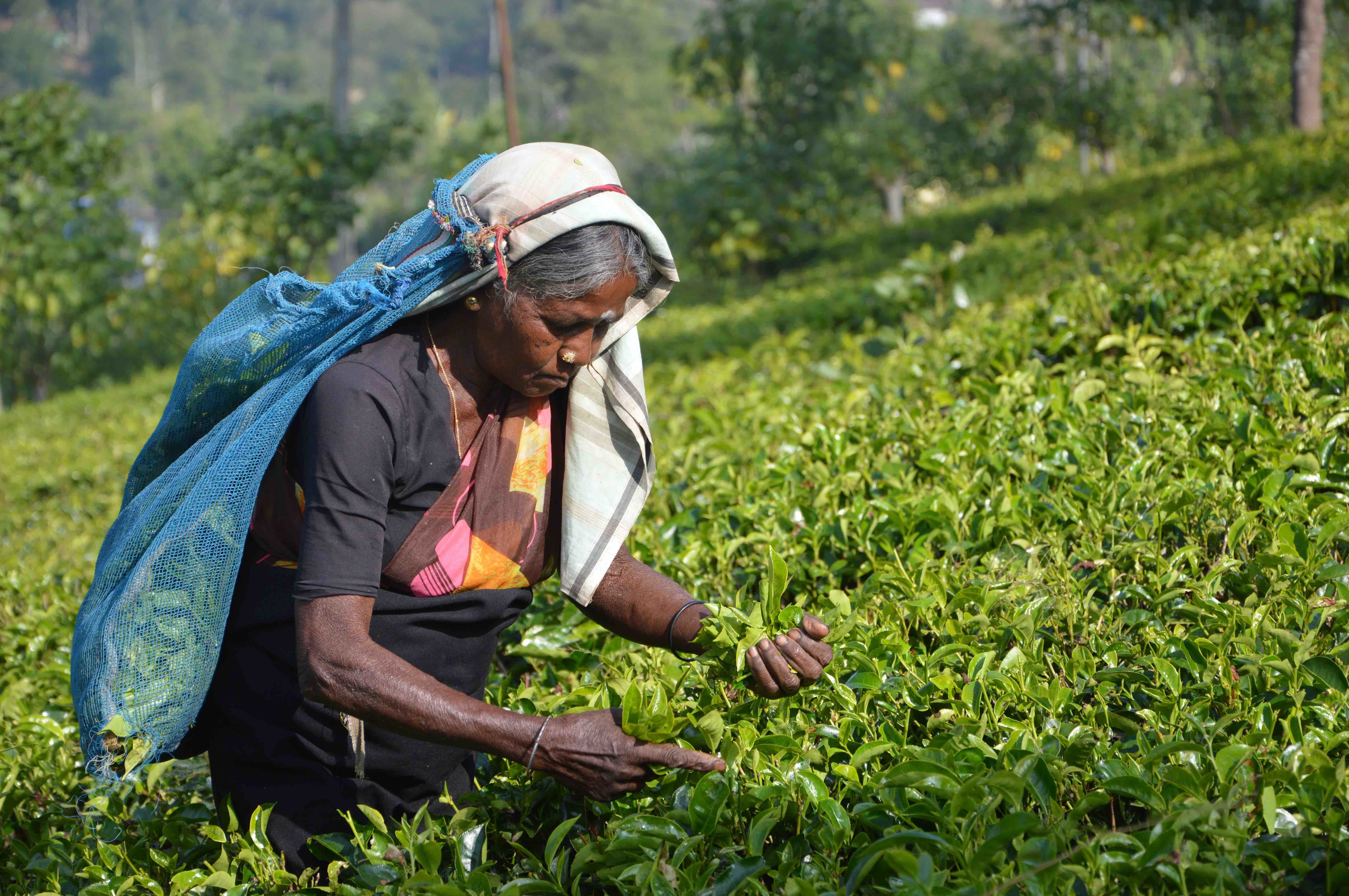 woman farming siri lanka