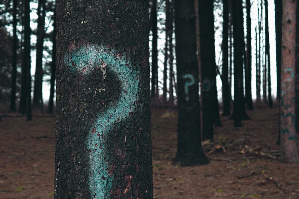 question mark on trees