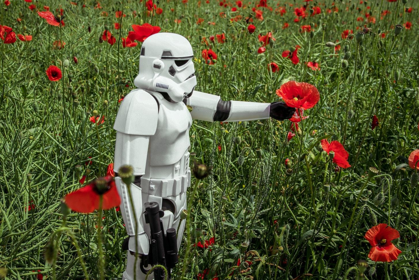 Stormtrooper holding a flower